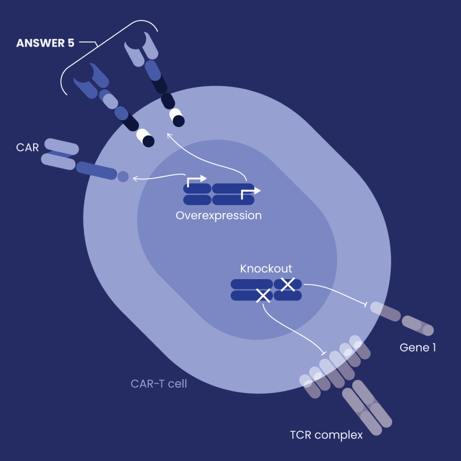 Imviva Official Website Development